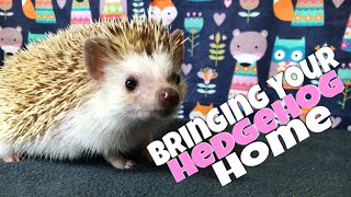 Hedgehog Care Bringing Your Hedgehog Home feat Draco [upl. by Halak]