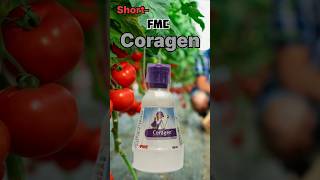 FMC Coragen insecticide  Chlorantraniliprole 185 Sc spraying insecticide agriculture [upl. by Eirotal757]