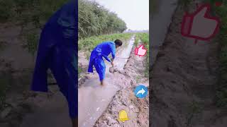 Irrigation Canal Dredging Process [upl. by Bergren]