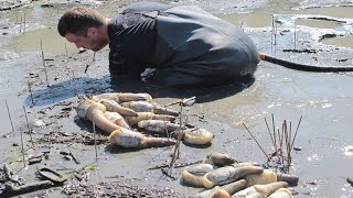 Amazing Giant Geoduck Clams Catching and Processing Skills  Fastest Monster Clams Digging Skill [upl. by Jeremias]