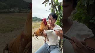 A clingy rooster wants me to hold him while eating [upl. by Ahsaele]