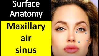 Short video of surface anatomy of maxillary air sinus [upl. by Ellard103]