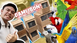 PARROTS SALE IN THE PHILIPPINES  DAMI IBON 😍 [upl. by Ringo]