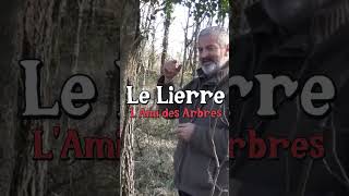 Le lierre lami des arbres avec Hervé Covès jardin forêt [upl. by Hammad202]