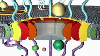 The Structure of the Nuclear Pore Complex [upl. by Hagai]