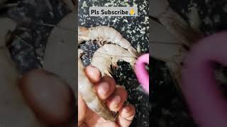 Prawns fish cleaning 🦐🍤yetti kolambi fish cleaningPlease subscribe 🙏 guys thanks for watching [upl. by Ocirederf]