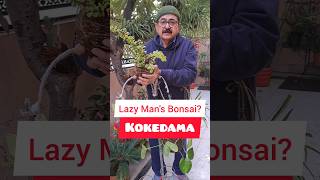 Kokedama Magic The Art of Lazy Mans Bonsai kokedama bonsai diygarden [upl. by Boone527]