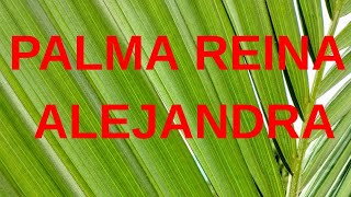 PALMA REINA ALEJANDRA 🌴 Archontophoenix alexandrae [upl. by Arron]