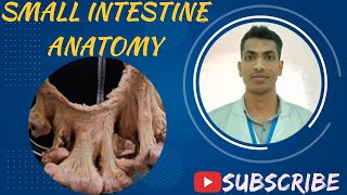 Small Intestine Viscera Bangla Demo Abdomen Anatomy [upl. by Buna]