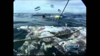 Gran tiburón blanco tras los gigantes  great white shark in search of the giants  35 [upl. by Curren819]