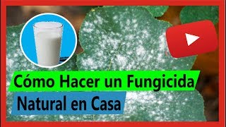 Cómo hacer un fungicida natural para plantas en casa EFECTIVO [upl. by Ellerd]