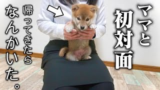 初対面の母に3秒で甘えん坊になる生後56日の柴犬が可愛すぎました… [upl. by Barmen]