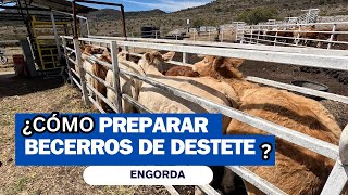 ¿Cómo preparar BECERROS DE DESTETE para engordadesarrollo  RancheandoAndo [upl. by Ji]