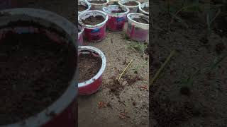 Gazania flower ko seeds se kese grow kre How to grow gazania flower from [upl. by Meehar832]