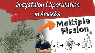 encystation and sporulation in amoeba [upl. by Noived839]