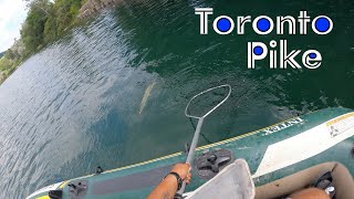 TORONTO PIKE FISHING Bluffer’s Park [upl. by Nedah]