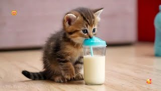 Cute Baby Kittens Drinking Milk 🍼😸💖 [upl. by Llebasi825]