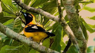 ORANGEBACKED TROUPIAL free in nature ICTERUS CROCONOTUS JOÃOPINTO CORRUPIÃO SOFRÊ [upl. by Dnalyag]