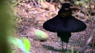 BBC Planet Earth  Birds of Paradise mating dance [upl. by Yesima]