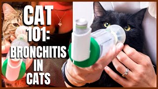 Cat 101 Bronchitis in Cats [upl. by Ellwood]