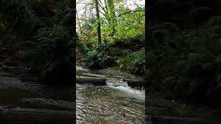 Salmon return  Carkeek Park nature hikingtrail naturetrailtrailrunning [upl. by Schouten]