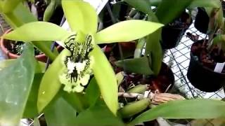 Coelogyne mayeriana  a species of orchid native to SouthEast Asia [upl. by Anayk289]