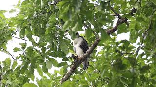 Rufousbellied Eagle fledgling [upl. by Dawna383]