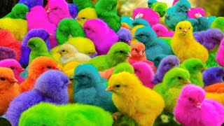 World Cute Chickens Colorful Chickens Rainbows Chickens Cute Ducks Cat RabbitsCute Animals🐤 [upl. by Nnil885]