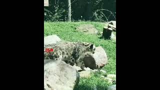 Snow Leopard Cub Pranks On His Mom  Cute Snow leopard Cub [upl. by Dulcle]