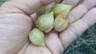 Physalis Fruit The Golden Berry with health Benefits  Plant Collection [upl. by Rind]