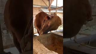 Sapi tidur ngorok 🤣 shorts youtubeshorts [upl. by Thorsten529]