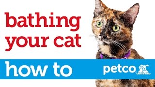 How to Give Your Cat a Bath Petco [upl. by Cul441]