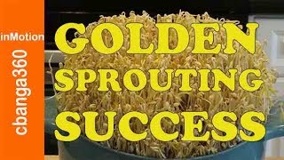 🔴 How To Grow Mung Beans Sprouts Quick Easy Cheap Effective Original Style [upl. by Eelnyl]