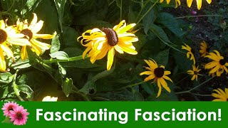 Fascinating Fasciation When plants grow awry [upl. by Elmer]