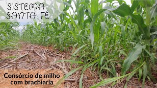 Sistema Santa Fé Benefícios do Consórcio de Milho com Brachiaria [upl. by Namajneb774]