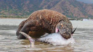 Incredible  Komodo Dragon Catch amp swallow a big fish tuna from the sea [upl. by Adnac63]