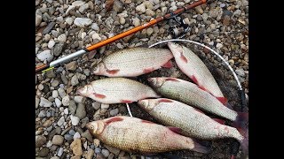 Pecanje Skobalja na plovak  Bolognese Fishing  Reka Nisava [upl. by Nelsen]