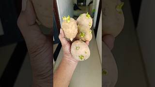 Potato in CoCo peat 😍 indianfarmer terrecegarden gardeningtips phoolpatte gardenplants shorts [upl. by Dove]