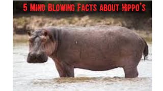 5 Mind Blowing Facts About Hippos [upl. by Haney]