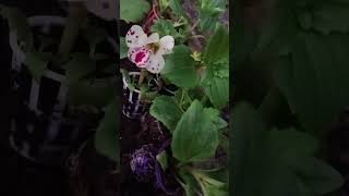 Mimulus Flowering Plant  Monkey Flower Shorts Shortfeed Shortvideo [upl. by Lecrad]