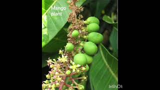 Flowering and nonflowering plants  Class 6 [upl. by Virendra]