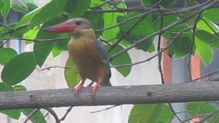 Different sounds of Storkbilled Kingfisher [upl. by Redliw]