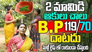 2 మామిడి ఆకులు రెప్పపాటులో తగ్గించి జన్మలో BP మీ గుమ్మం కూడా తొక్కలేదు  Blood Pressure  Aruna Yoga [upl. by Rohn]