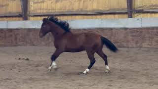 Creedence Revival x BadBoonArising  2022 AQHA Colt  Free Movement 22624 [upl. by Odidnac]