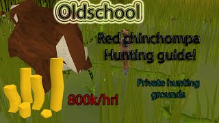 Oldschool Runescape  Red Chinchompa hunting Guide 800kgphr 125kxphr PRIVATE HUNTING AREA [upl. by Eener]