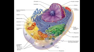 Chapter 2 part 2 Cytoplasm organelles Human Anatomy by Elaine N Marieb Patricia M Bradyl [upl. by Ahsemaj487]