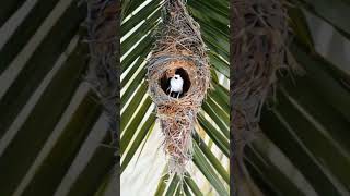 From Sticks to Snug A Bird’s Home in Progress birds wildbirds cutebirds [upl. by Ambrosio]