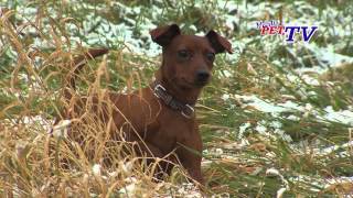 Zwergpinscher Informationen zur Rasse [upl. by Ellita]