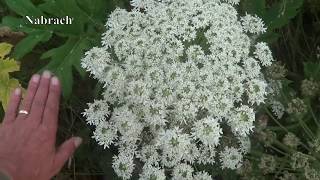 Giant Hogweed amp Cowparsley The Difference [upl. by Ehcnalb]