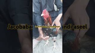 Jacobabad Murgh mandi Aseelyoutubeshortsforyou [upl. by Emanuele235]